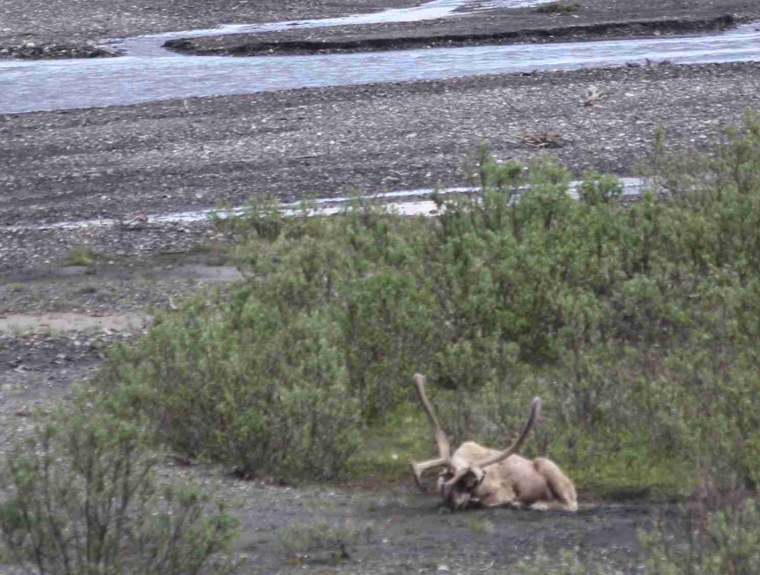 2019-06-14 ALCAN Denali caribou.jpg